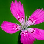 Dianthus deltoides Floare