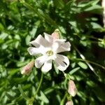 Silene borderei Flor