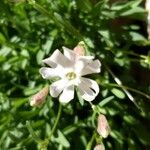 Silene borderei Flower