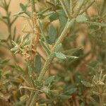 Fagonia arabica 树皮