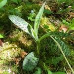 Dactylorhiza fuchsii Leht