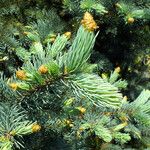 Picea engelmannii ഇല