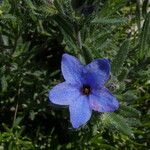 Lithodora fruticosa Flor