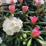 Rhododendron yakushimanum Цветок