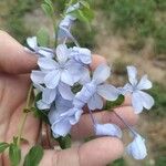 Plumbago auriculataപുഷ്പം