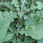 Lactuca virosa Leaf