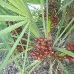 Chamaerops humilis Ovoce