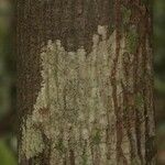 Pachira dolichocalyx Bark