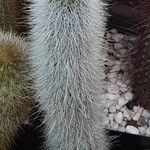 Cleistocactus hyalacanthus Pokrój