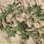 Euphorbia polygonifolia Hábito