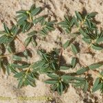 Euphorbia polygonifolia Habitus