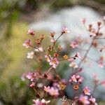 Saxifraga cotyledon Fleur
