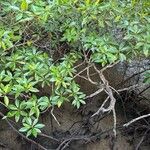 Rhizophora apiculata 整株植物