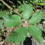 Rubus bracteatus 葉