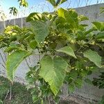 Solanum torvum Φύλλο