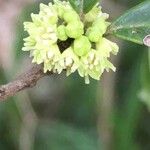 Emmenosperma pancherianum പുഷ്പം