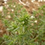 Salsola kaliLeaf