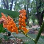 Stromanthe stromanthoides Flor