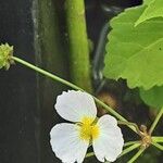 Baldellia ranunculoides Fiore