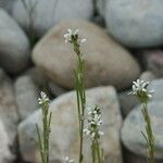 Arabis planisiliqua 花