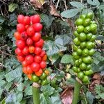 Arum cylindraceumFruct