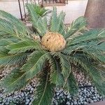 Cycas revoluta Thunb.Outro