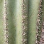 Pachycereus pringlei кора