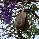 Jacaranda mimosifolia果