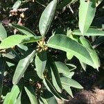 Ficus salicifolia 葉