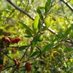 Bursaria spinosa Blad