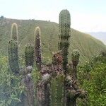 Pachycereus pecten-aboriginum Hábito