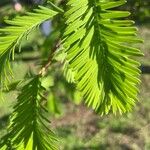 Metasequoia glyptostroboides 葉