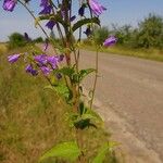 Campanula bononiensis Leaf