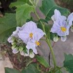 Solanum bonariense Kvet