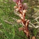 Orobanche caryophyllacea Flor