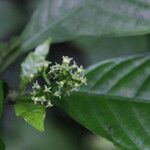 Psychotria cornuta