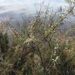 Tamarix africana Blüte