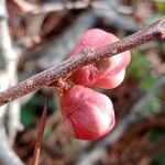 Chaenomeles speciosa Fiore