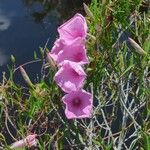 Ipomoea sagittata Cvet