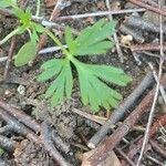 Delphinium tricorne Leaf