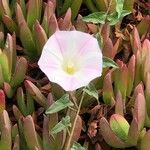 Calystegia purpurata Flower