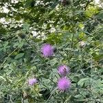 Cirsium altissimum Цветок