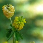 Trifolium aureum Cvet