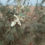 Tamarix canariensis 花