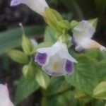 Torenia fournieri 花