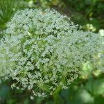 Peucedanum ostruthium Flower