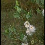 Salix planifolia Hábito