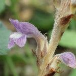 Orobanche nana Кветка