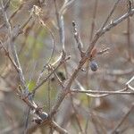 Feretia apodanthera Fruto