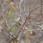 Feretia apodanthera Fruit